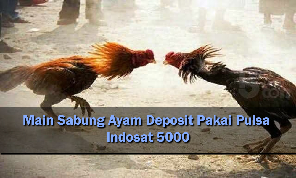 Main Sabung Ayam Deposit Pakai Pulsa Indosat 5000