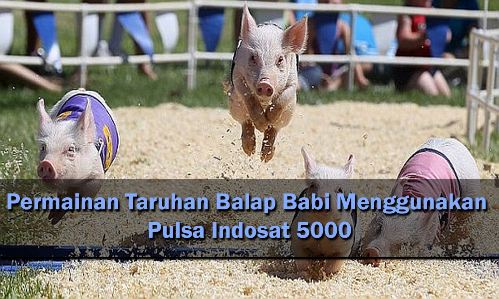 Permainan Taruhan Balap Babi Menggunakan Pulsa Indosat 5000