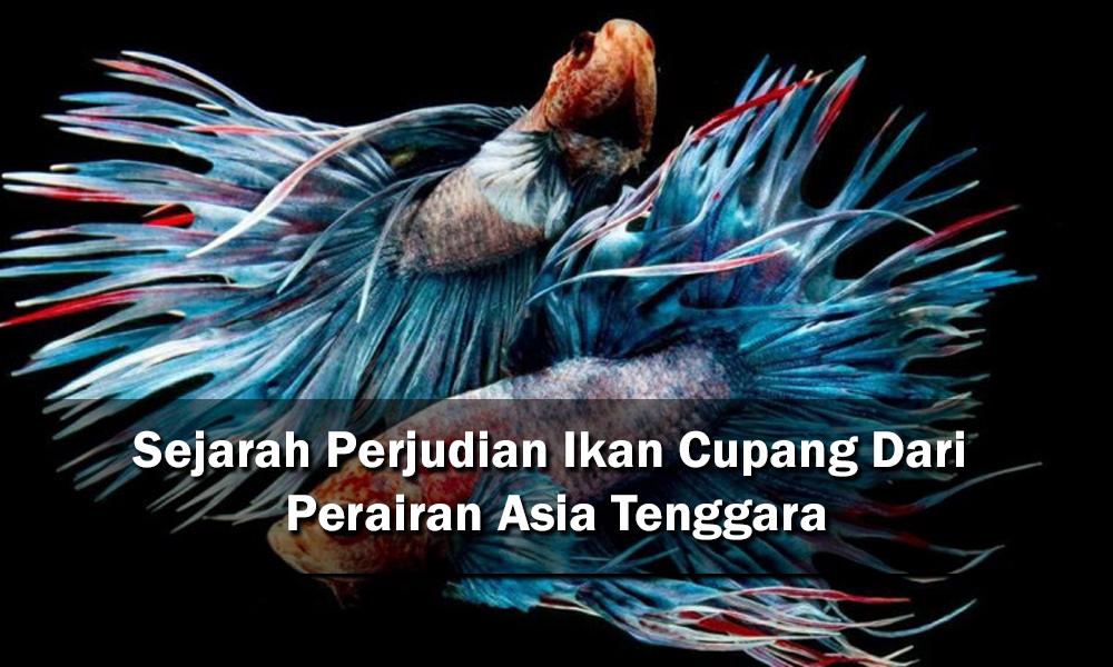 Sejarah Perjudian Ikan Cupang Dari Perairan Asia Tenggara