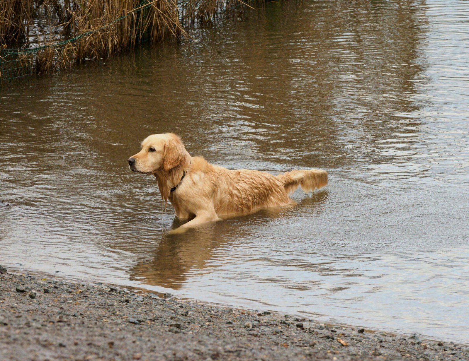 A dog sitting nervously beside a flooded street during a storm.