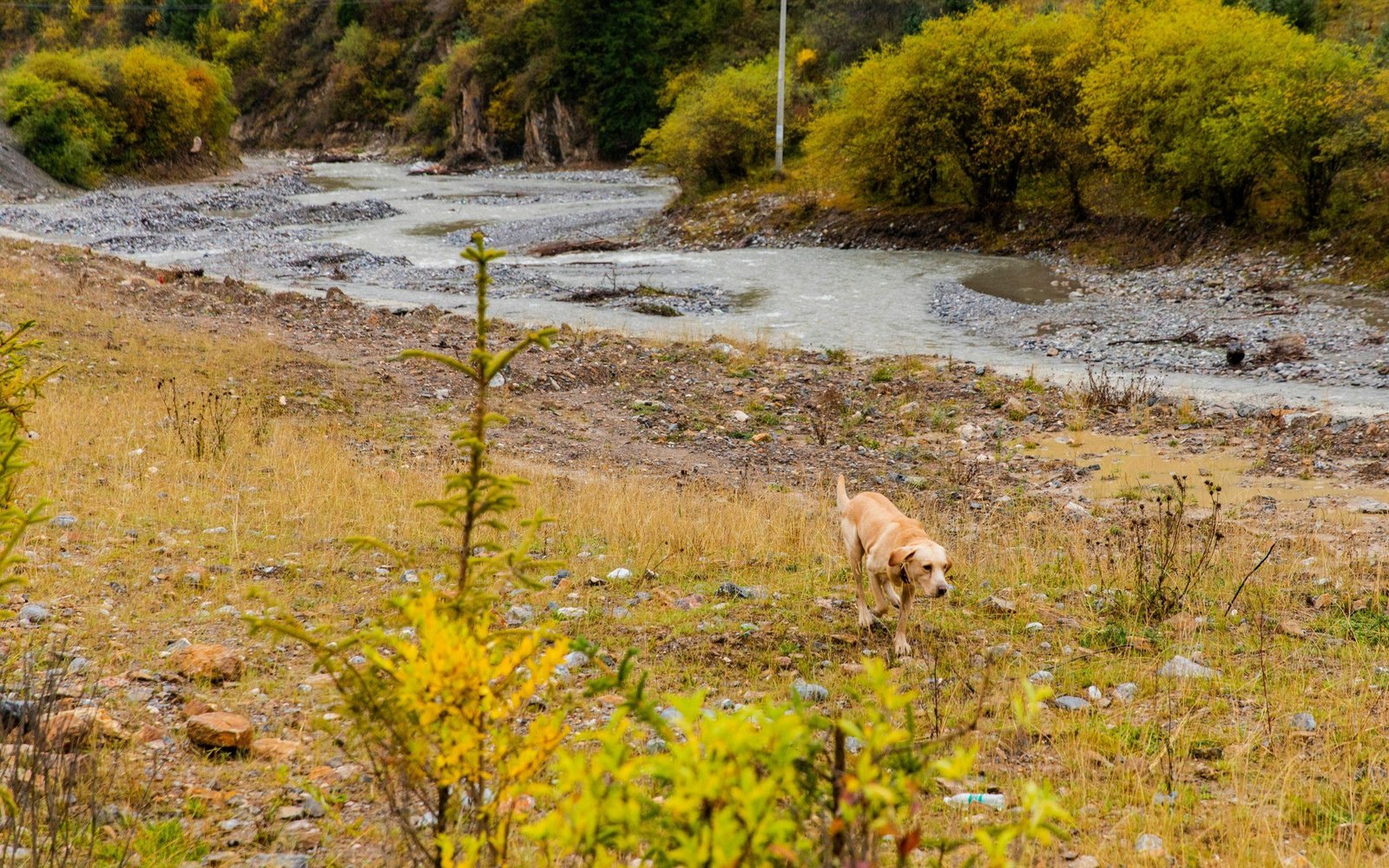 A dog standing on flooded ground surrounded by waterlogged debris