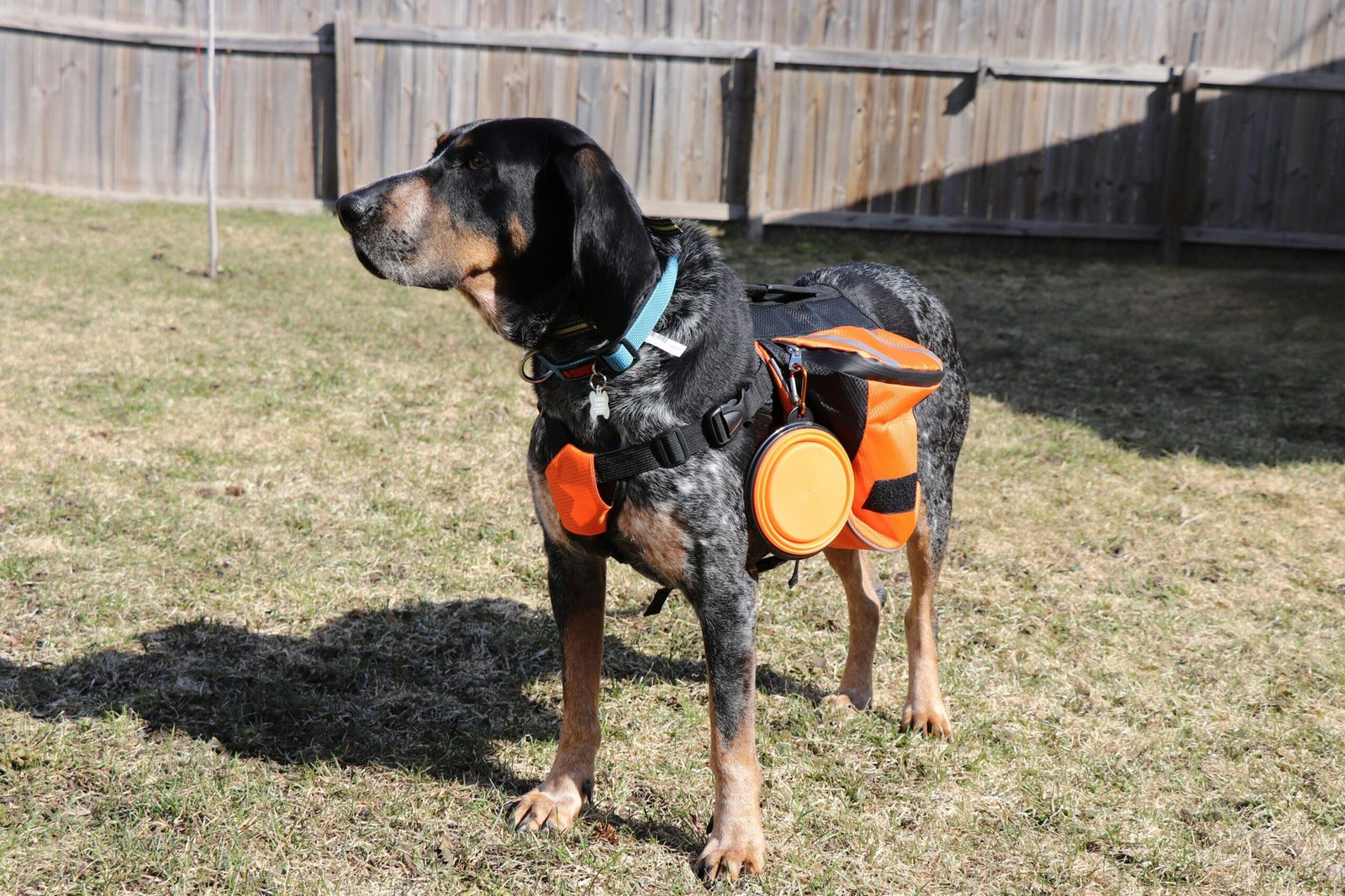 Close-up of a bright orange rescue sling designed for large dogs.