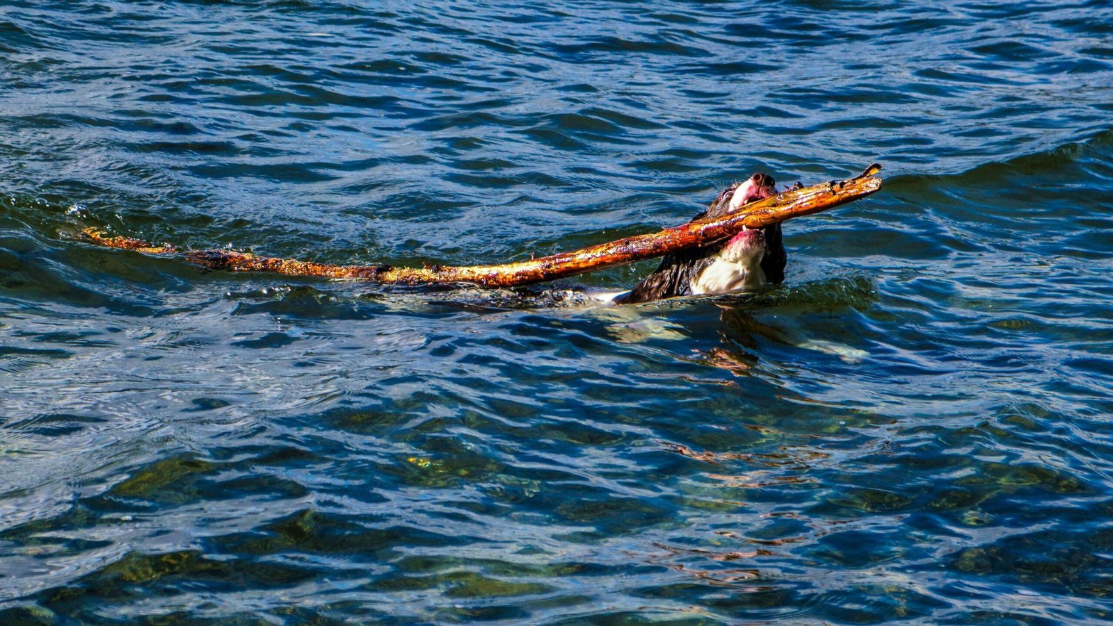 Illustration showing a dog swimming in floodwaters surrounded by floating hazards like branches and garbage.