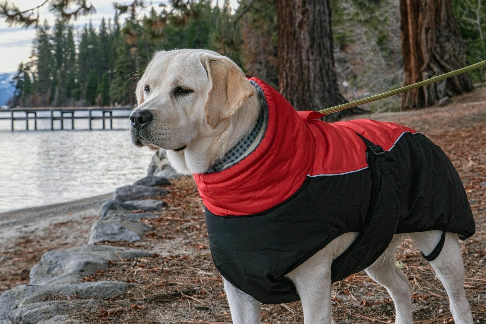 A dog being carried by its owner during evacuation due to bad weather.