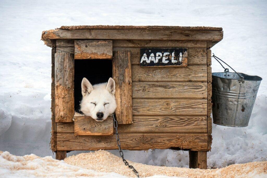 storm shelter for dogs