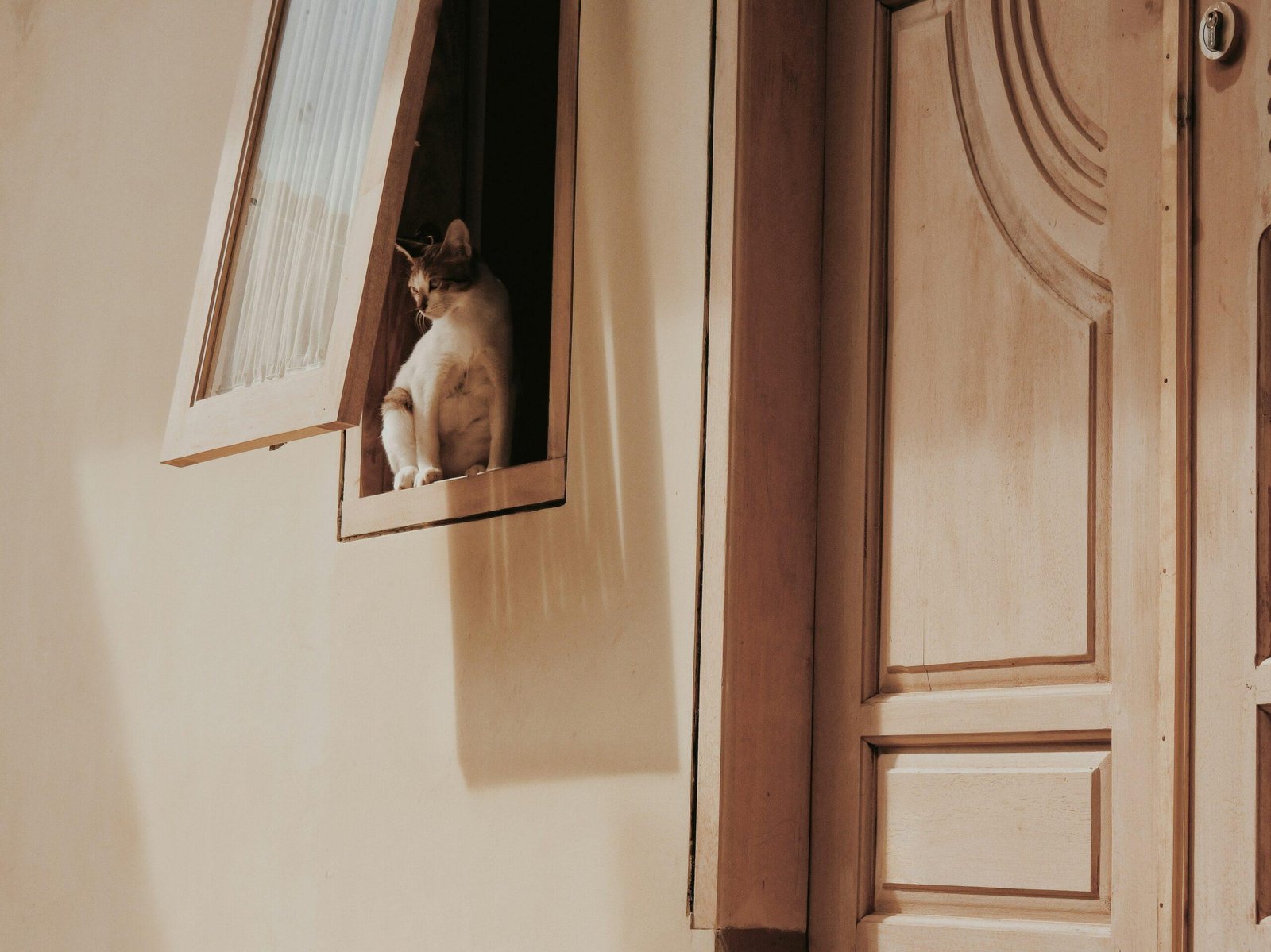 Golden retriever happily sitting in custom-built underground storm shelter.