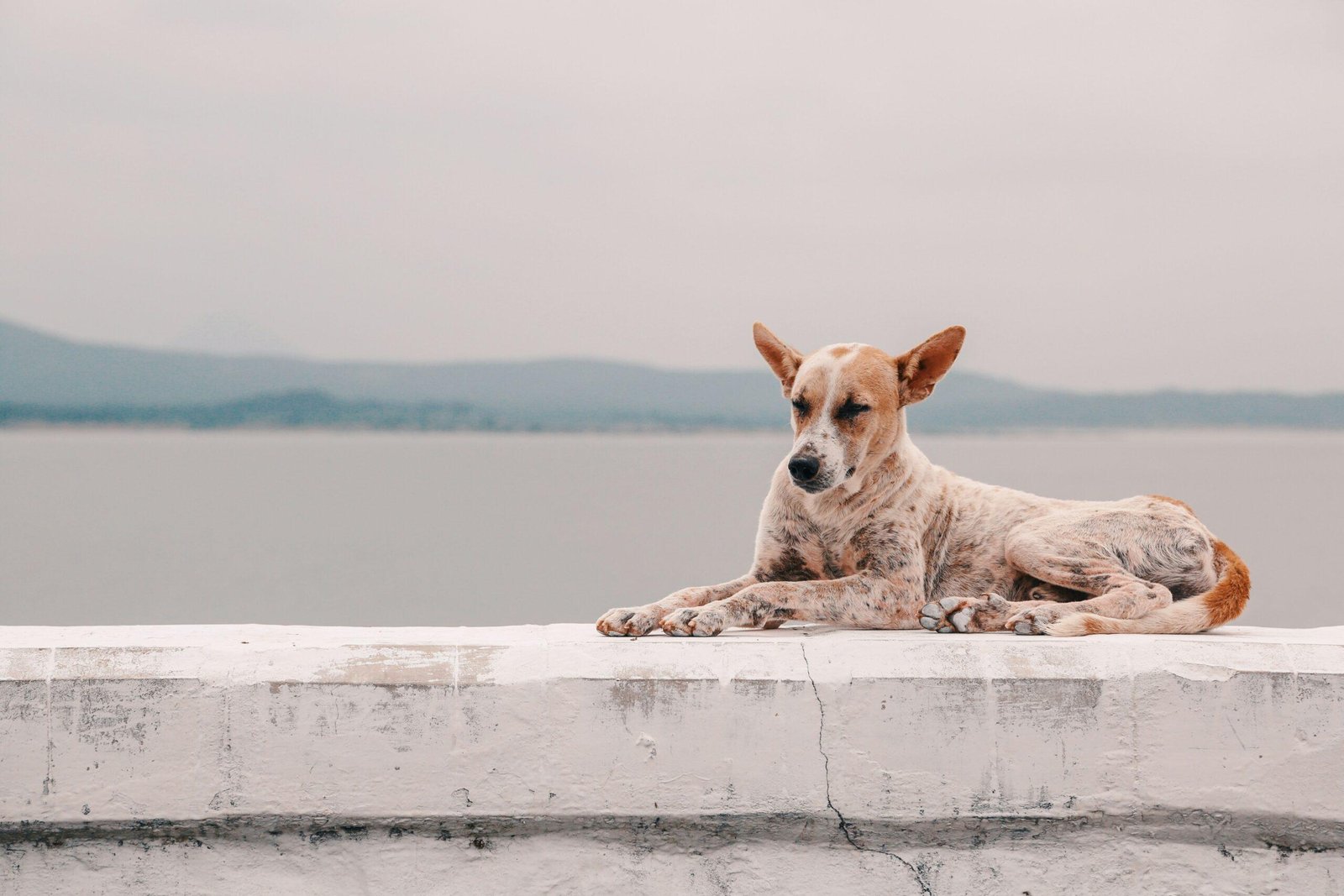 A dog standing on a flooded porch with water up to its paws.