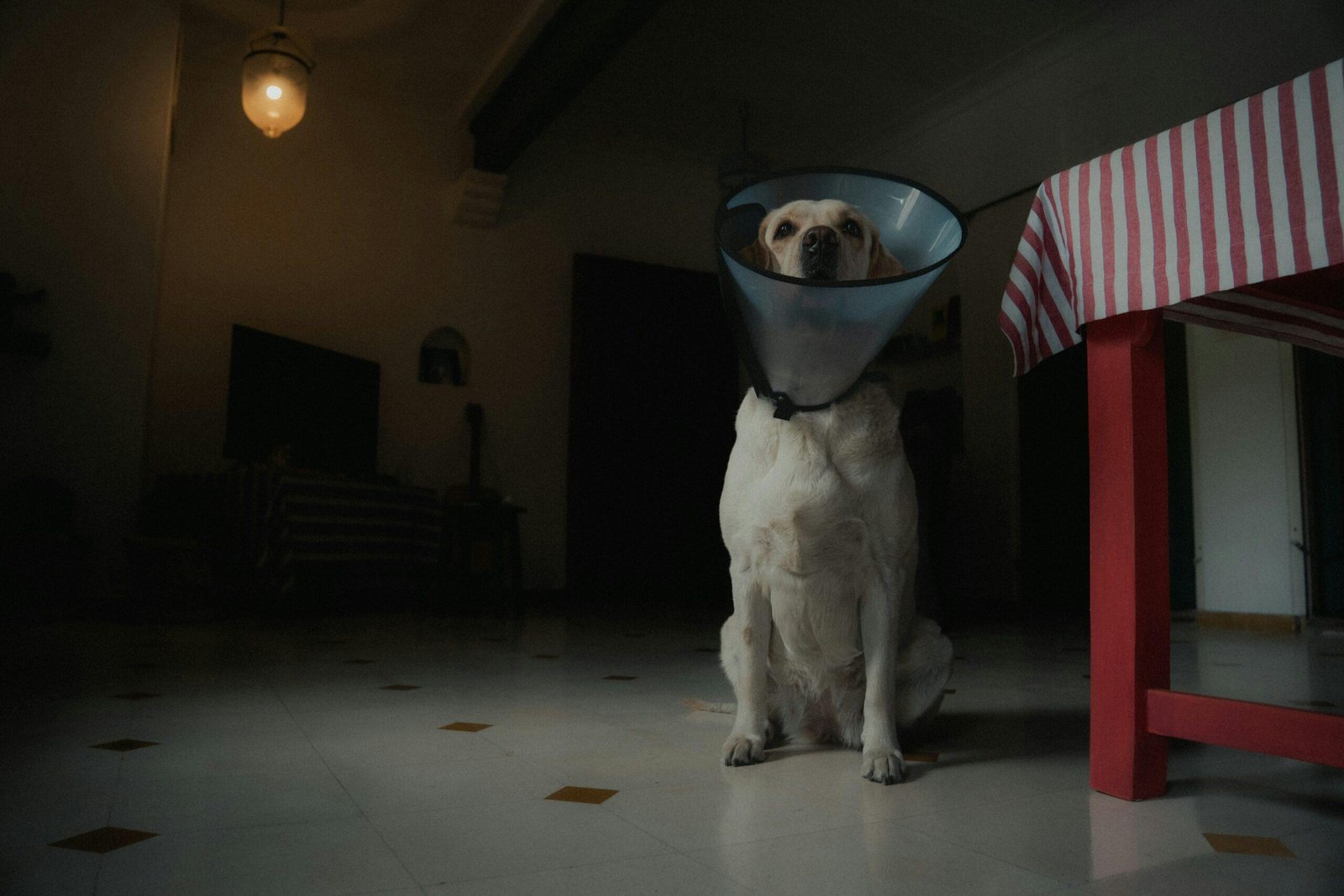 A golden retriever sitting next to its owner under an umbrella during light rain.