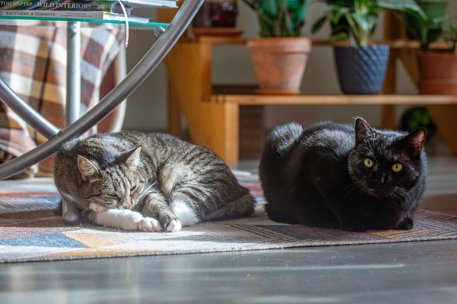 Flood Insurance Renewals: Protecting Your Pets During Storm Season