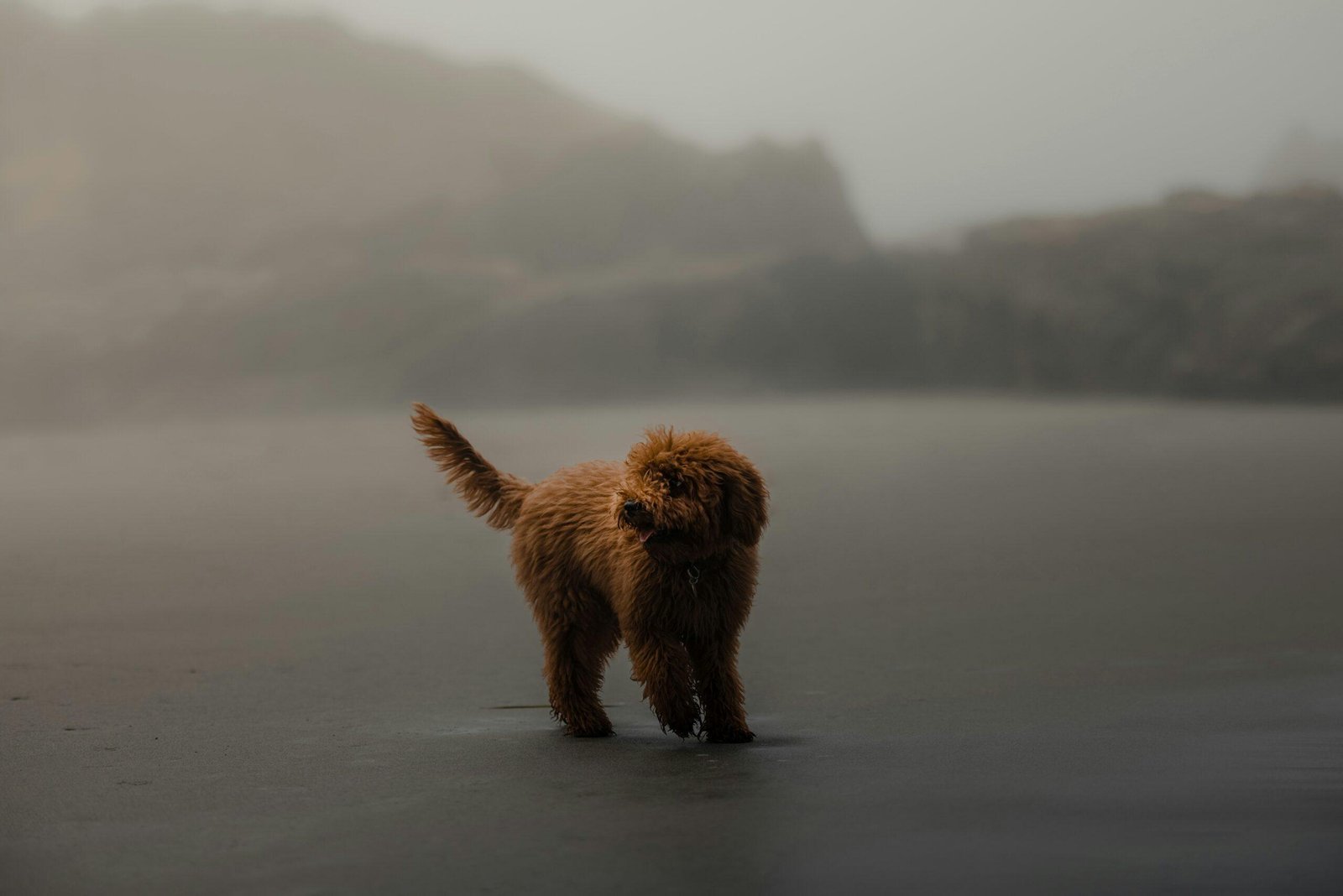 Flooded home with a worried dog sitting near water