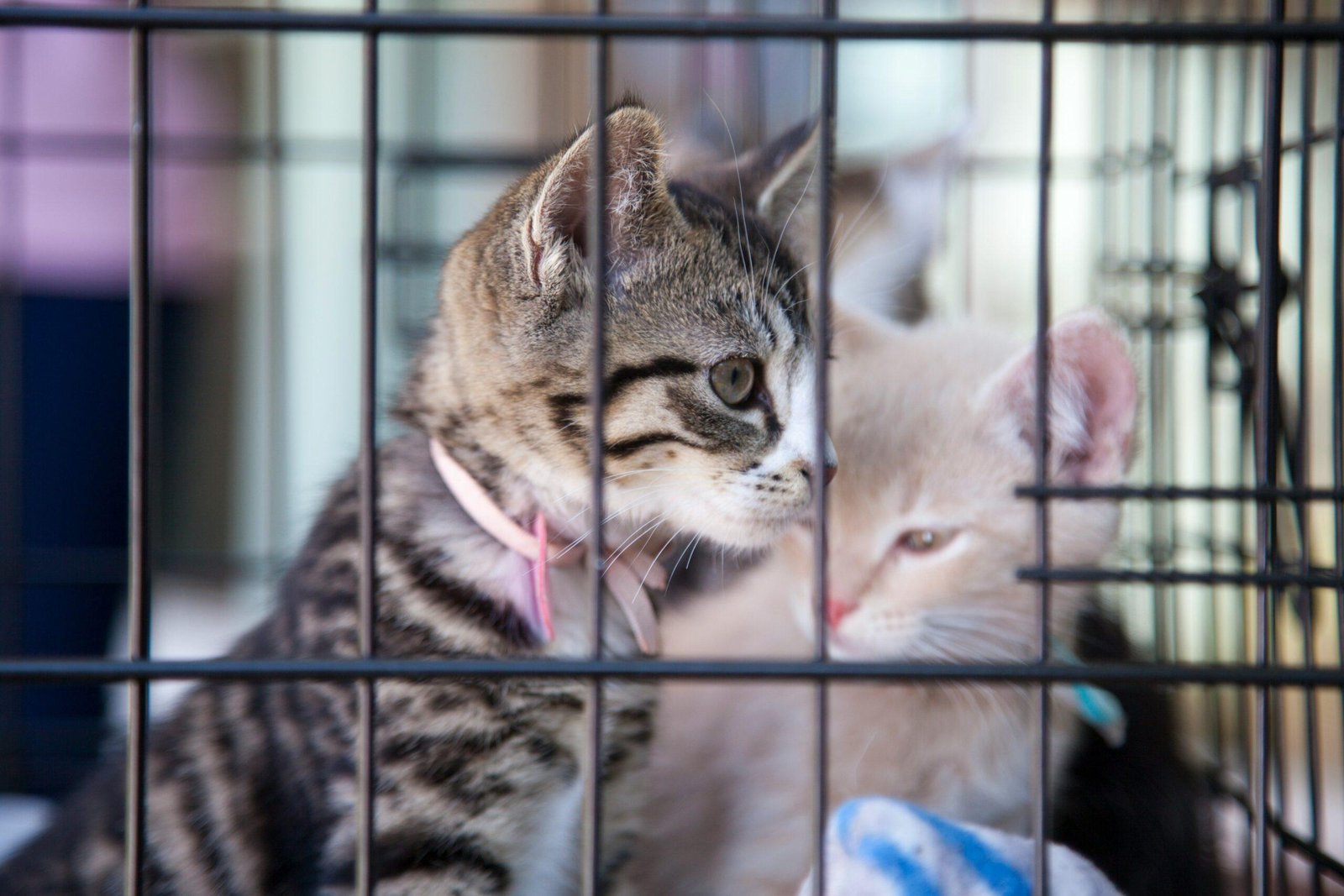 Maxine the cat lounging comfortably in a pet-safe zone provided through storm insurance