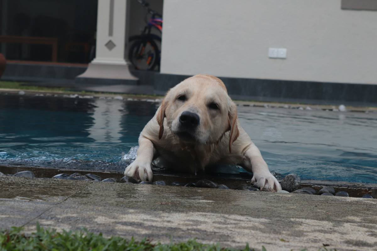 A flooded home with a dog paddling through water