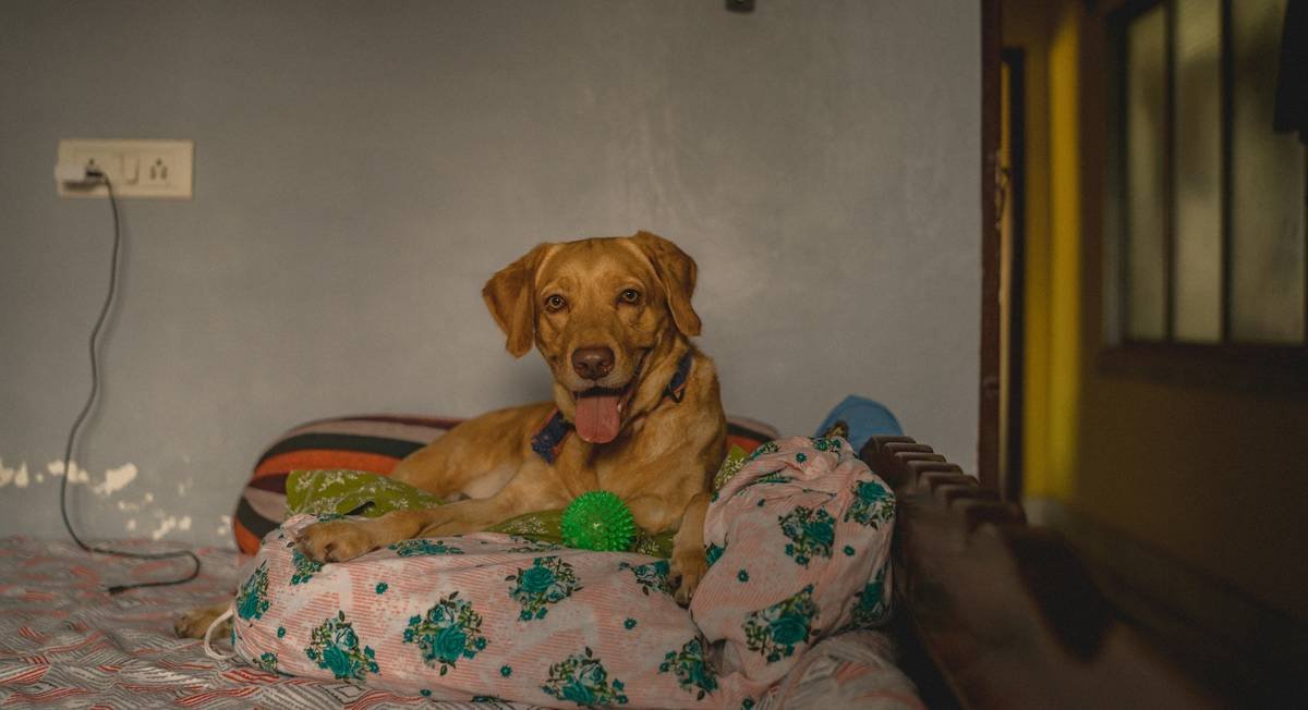A golden retriever sitting next to an open suitcase filled with supplies, illustrating preparation for emergencies.