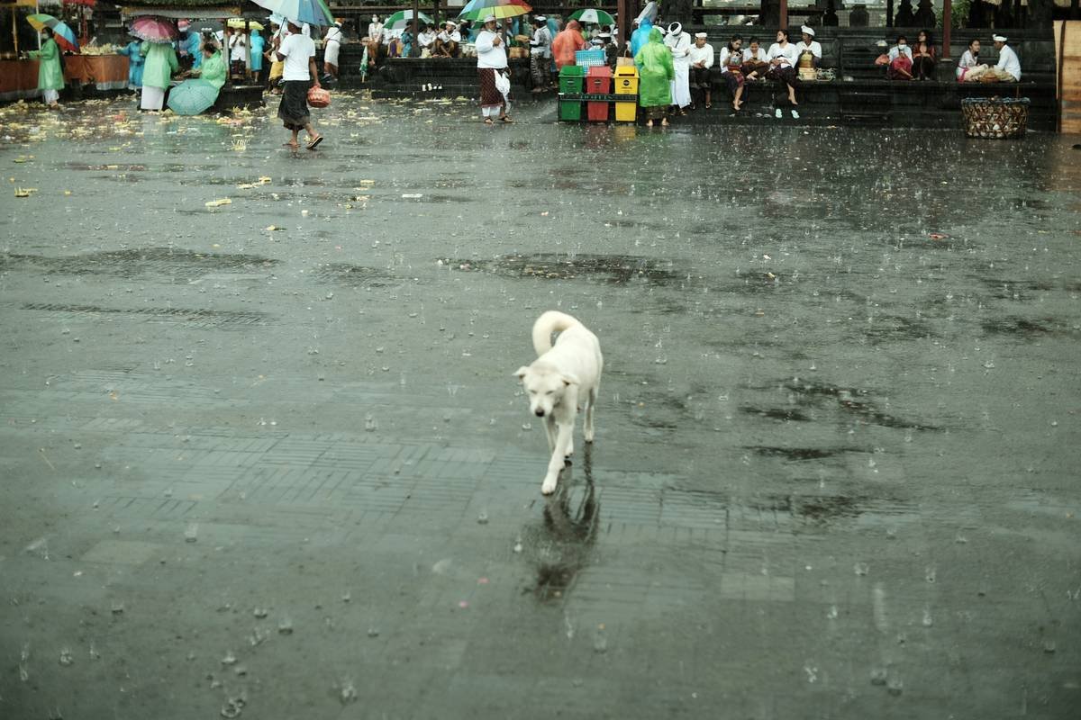 A veterinarian treating a small dog after recovering from flood injuries
