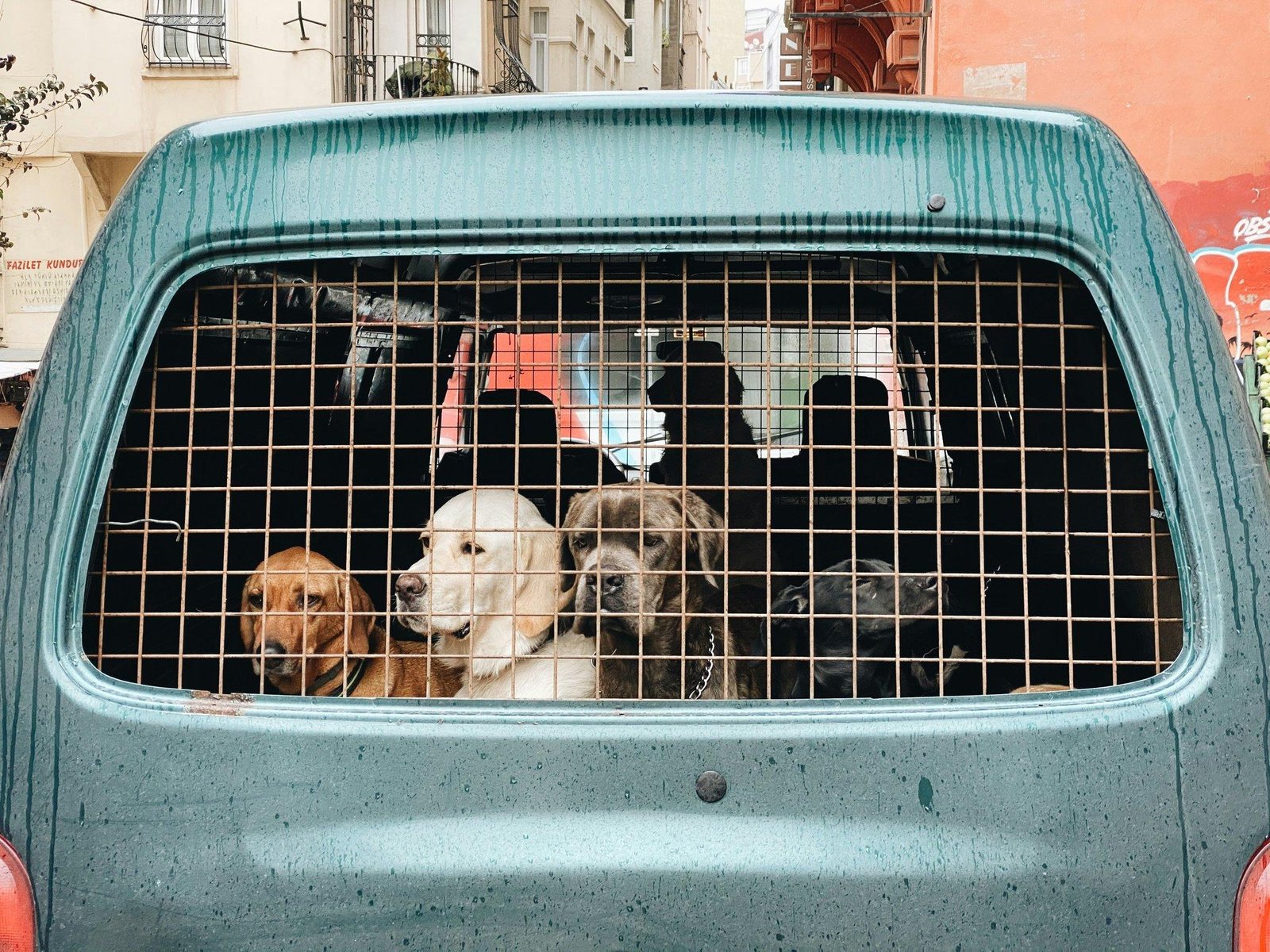 Comparison chart showing cost vs benefits of three popular pet insurance plans