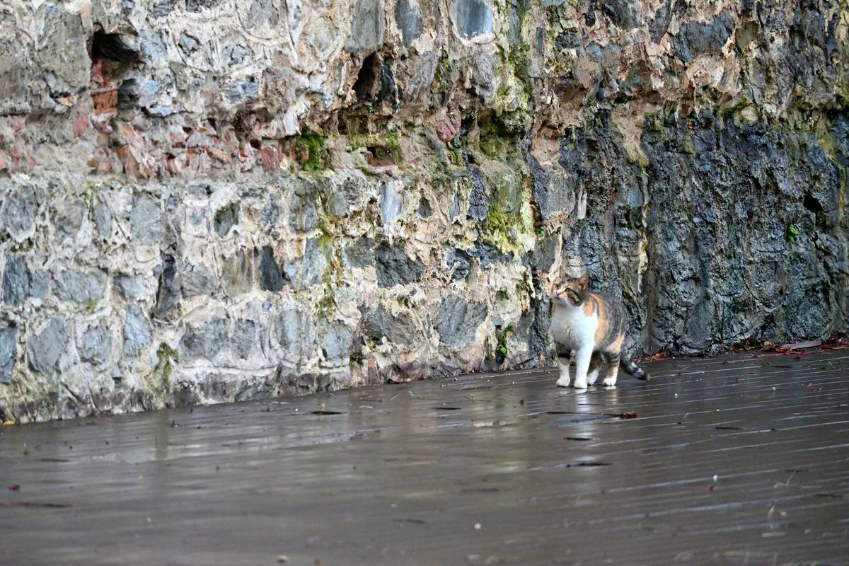 Comparison chart showing different pet insurance plans