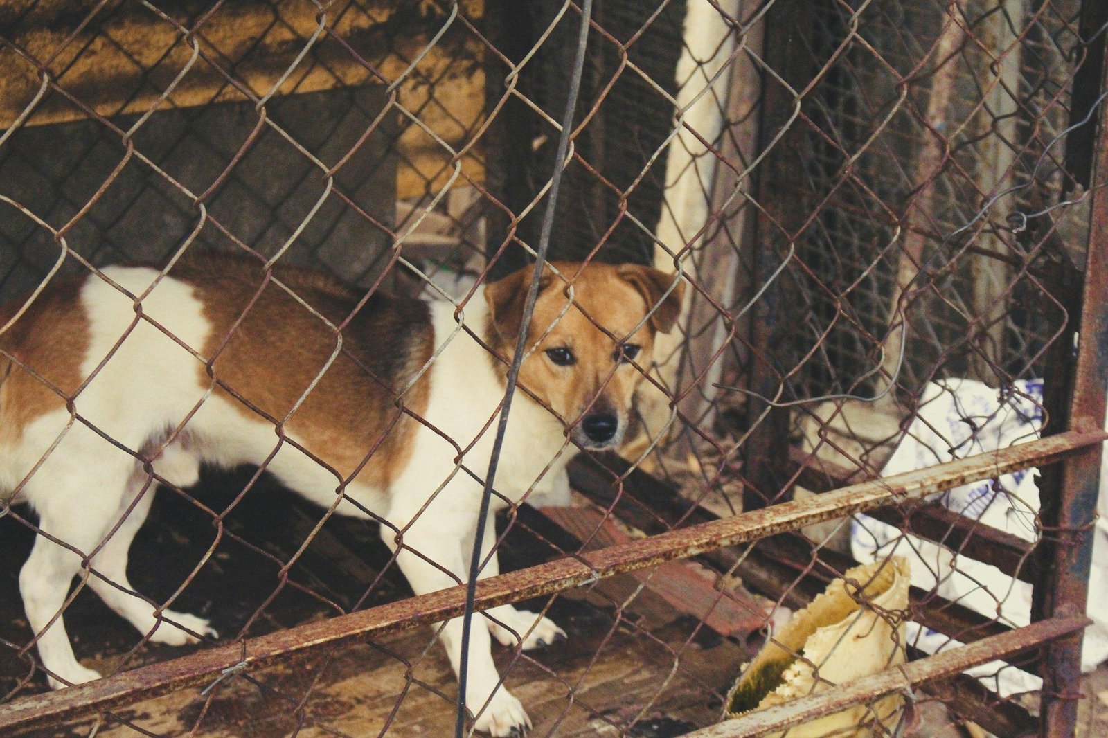 Golden retriever huddled under blanket during heavy rainstorm
