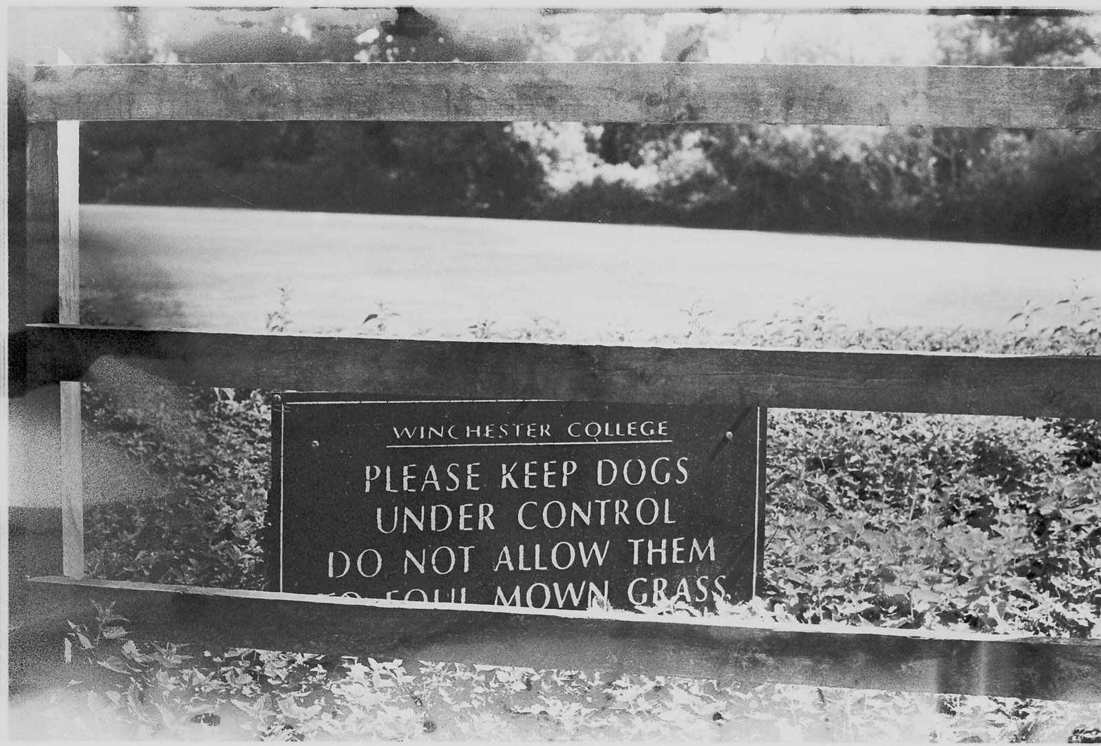 How to Handle Pet Rescue Expense: Protect Your Furry Friend with Storm Insurance