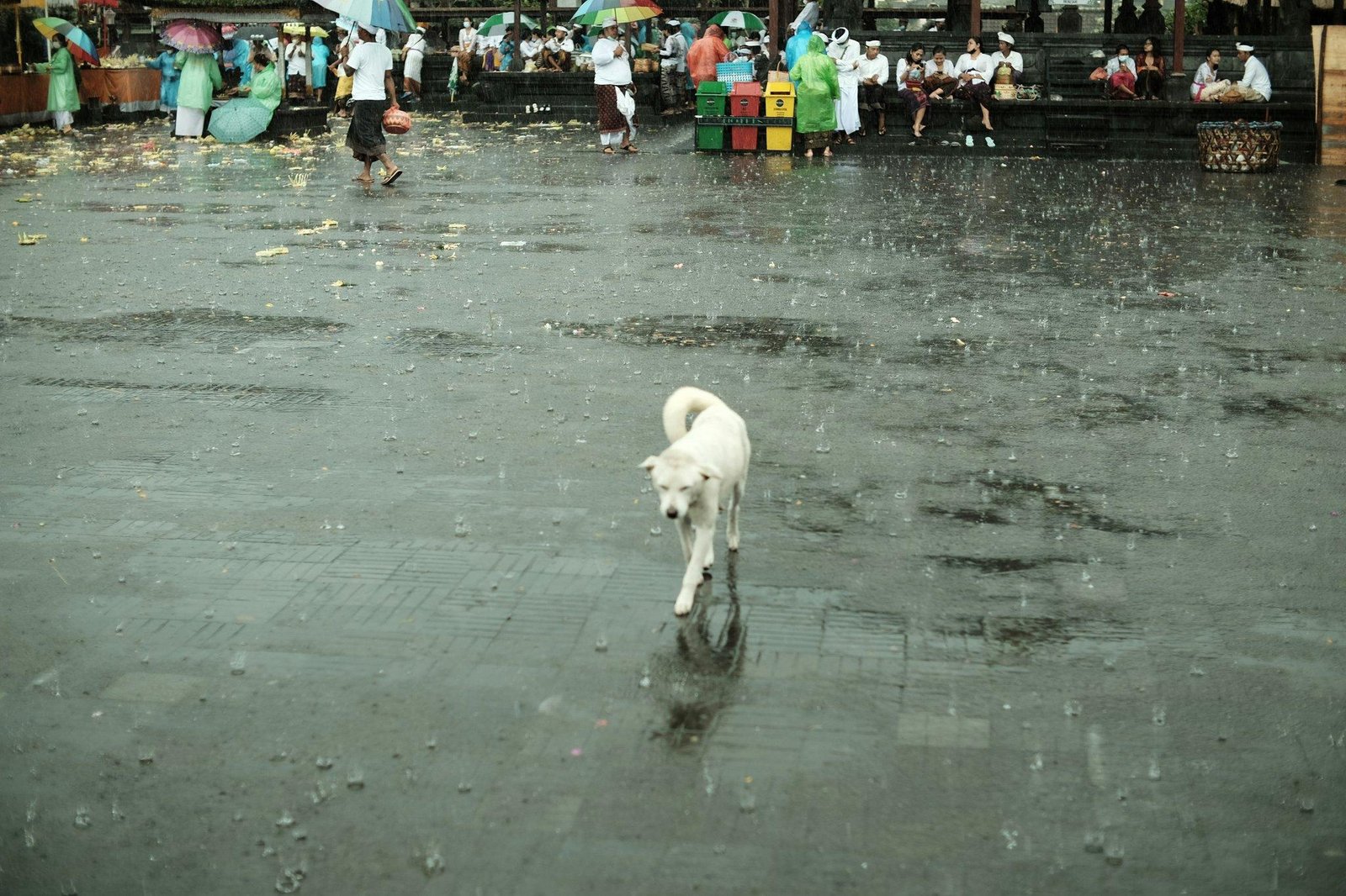 How to Protect Your Pet from Flood Risks: The Ultimate Guide to Storm Insurance