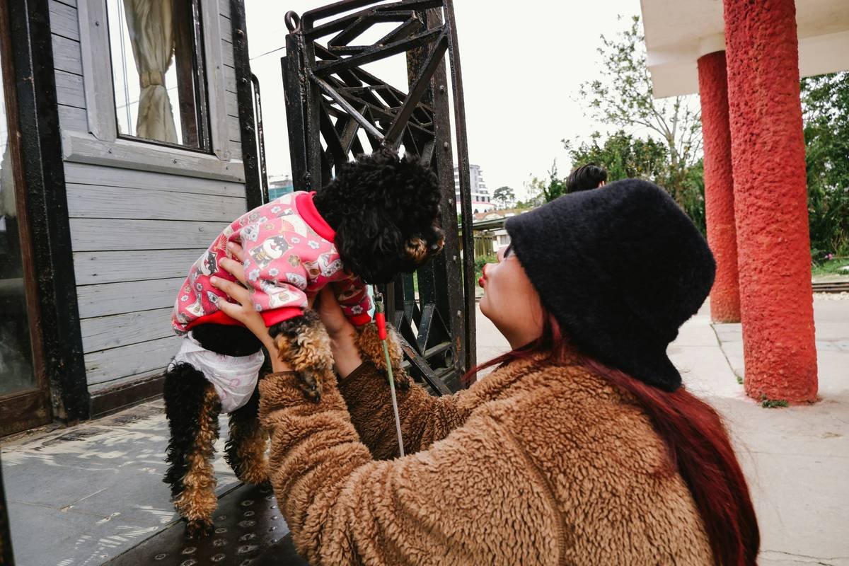 Illustration showing a dog being scared by stormy weather