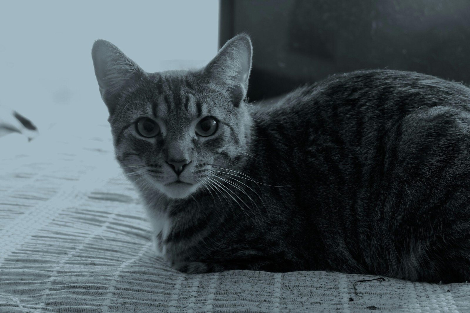 Photo of Bella the Labrador safely reunited with her family after a flood rescue.