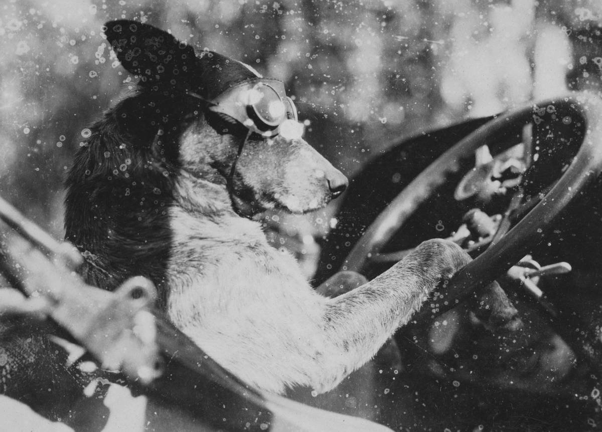 Storm Pet Relocation: How to Safeguard Your Furry Friends with Storm Insurance