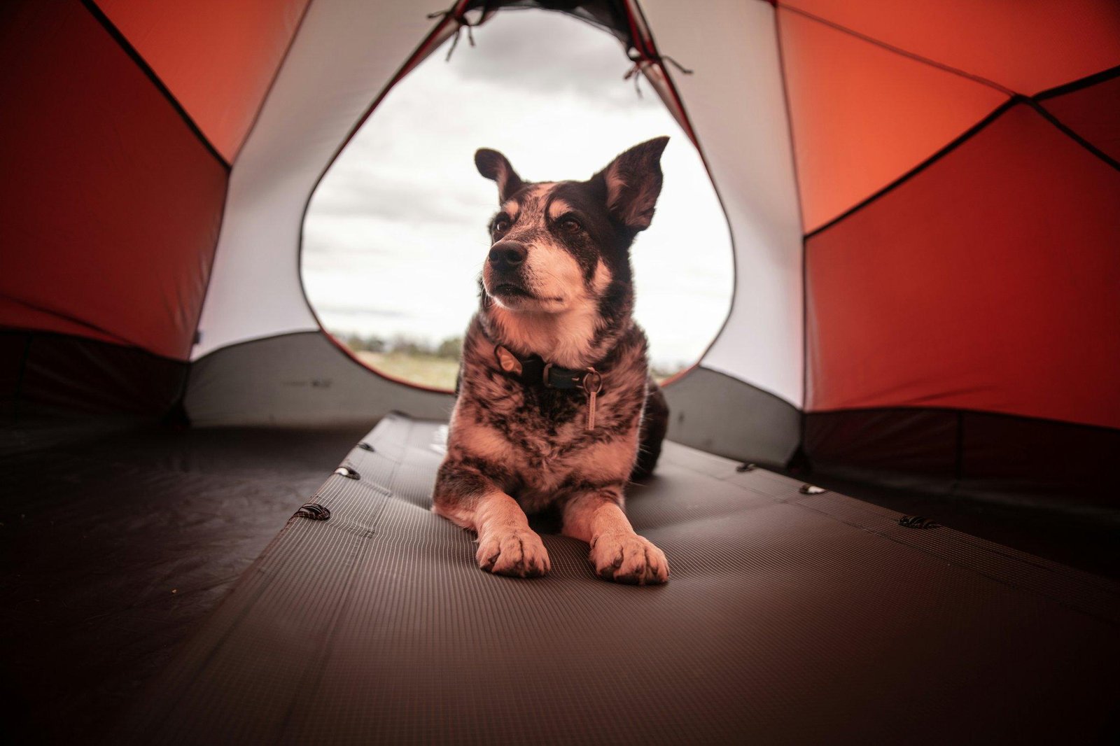 The Ultimate Guide to Pet Storm Shelters: Keeping Your Furry Friends Safe