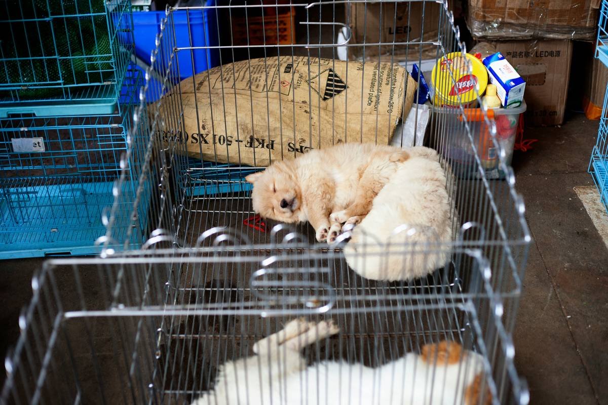 The Ultimate Guide to Temporary Housing Policy for Storm-Proof Pet Insurance