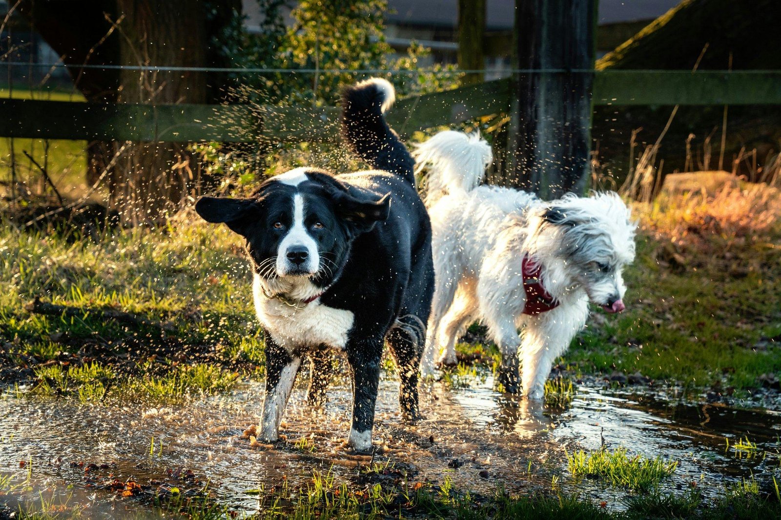 Why "Flood Pet Coverage" is Your Lifeline During Storm Season