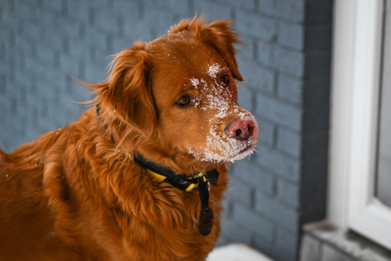 Your Ultimate Guide to Pet Storm Housing: How to Keep Your Furry Friends Safe in Extreme Weather