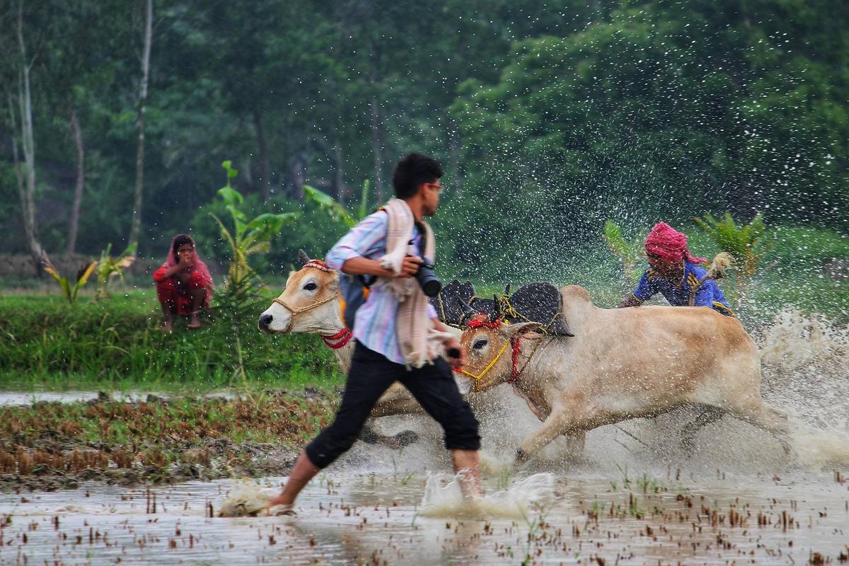 A golden retriever sitting calmly during a storm