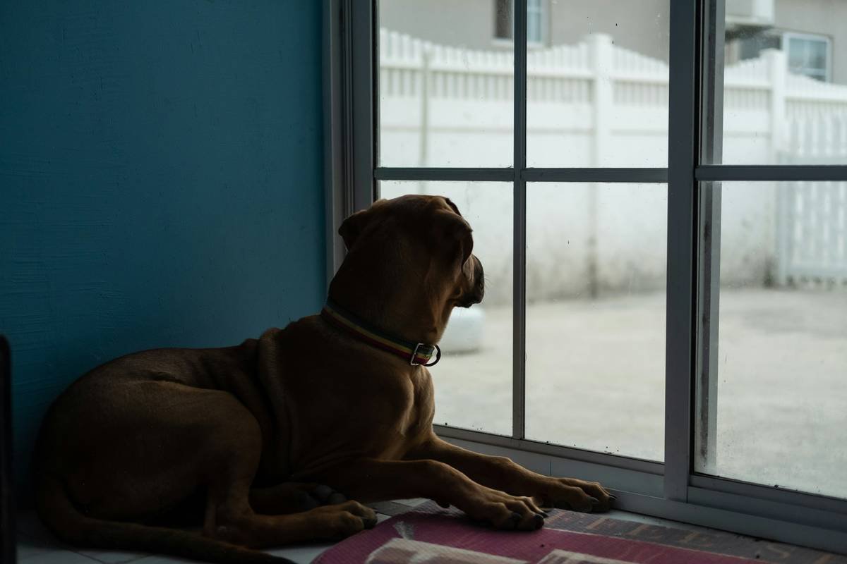 Does Your Pet Have Storm Insurance? The Ultimate Guide to Pet Housing Coverage