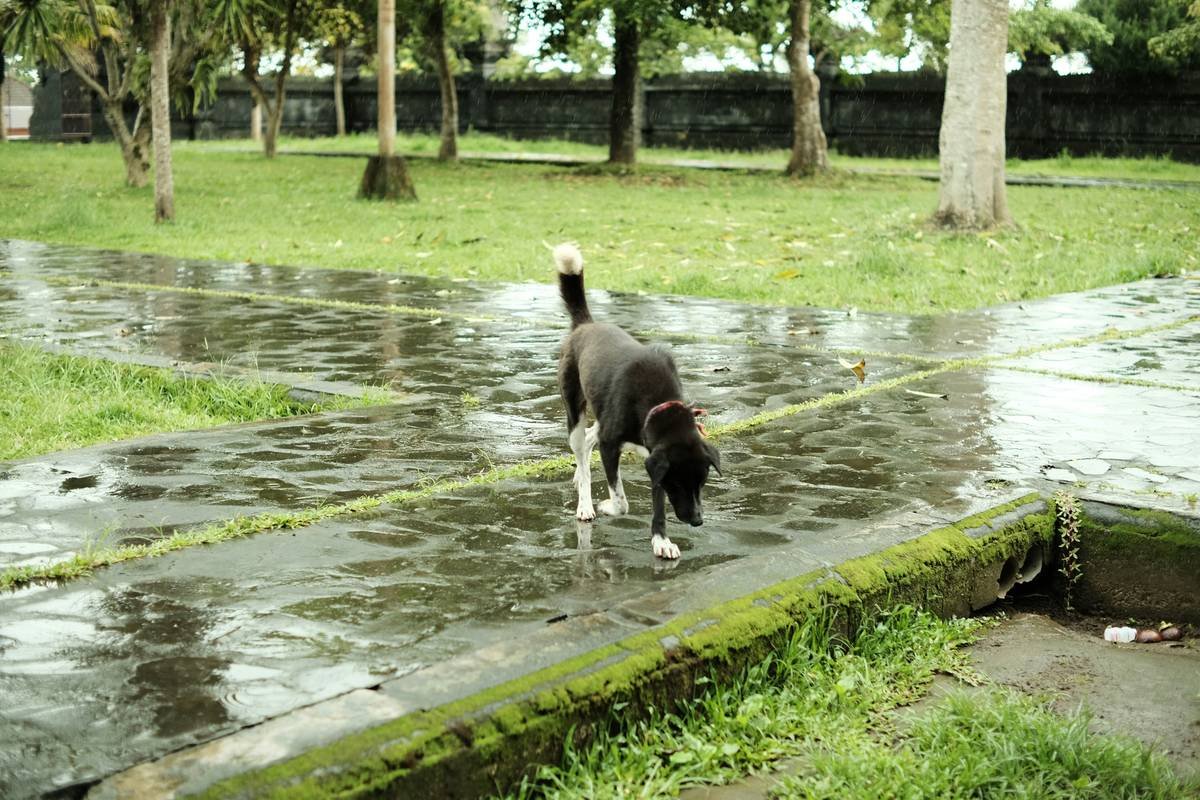 Does Your Pet Need Storm Insurance? Everything You Need to Know About Pet Flood Coverage