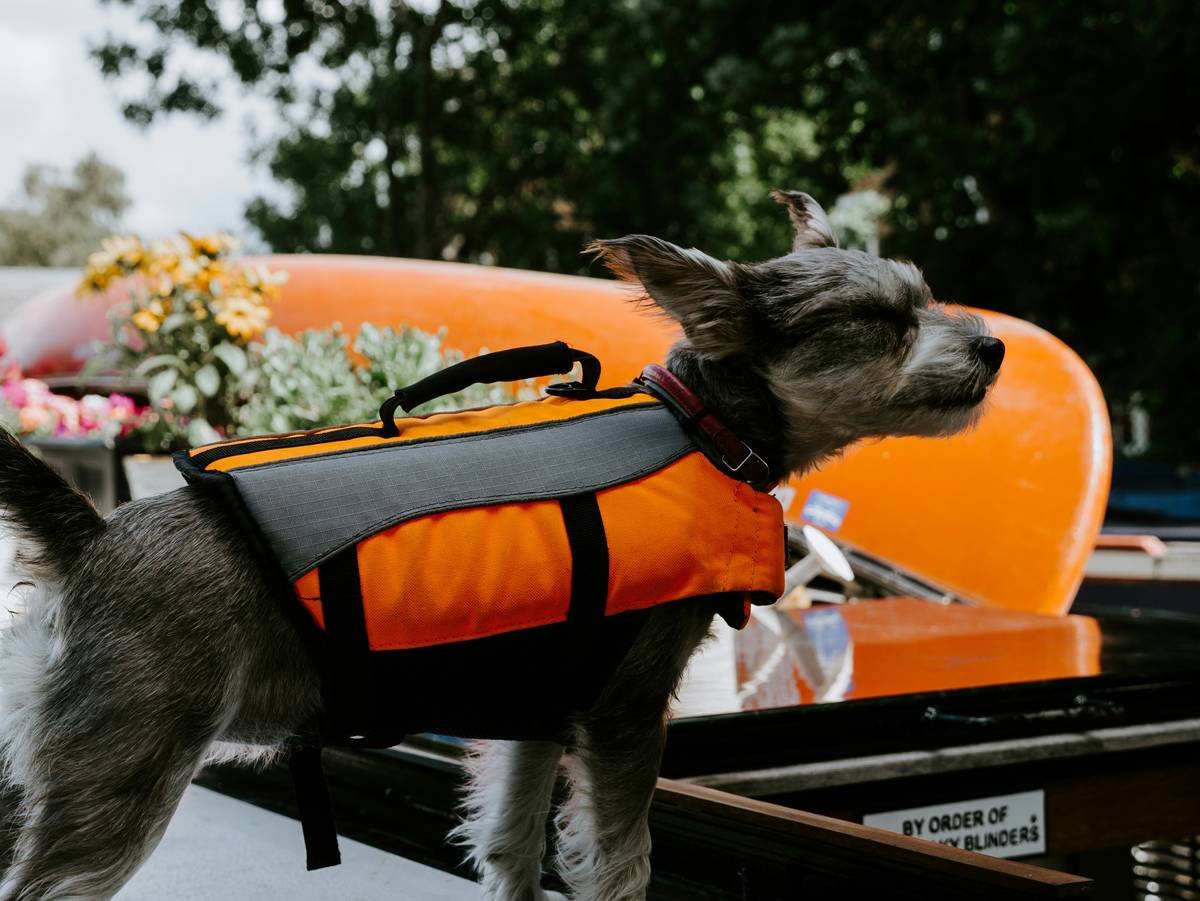 Golden retriever being carried through floodwaters by rescuers