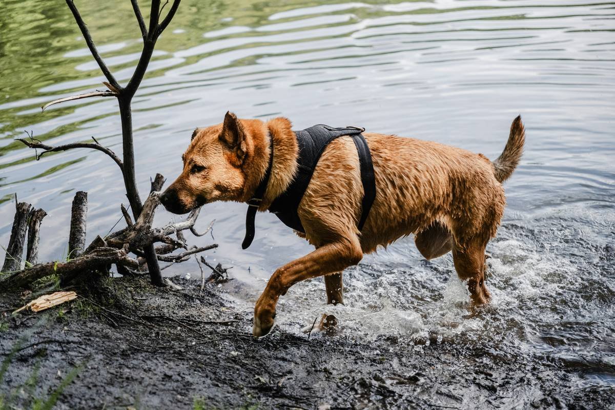 How to Shield Your Pet During Floods with a Rock-Solid "Pet Flood Defense" Plan
