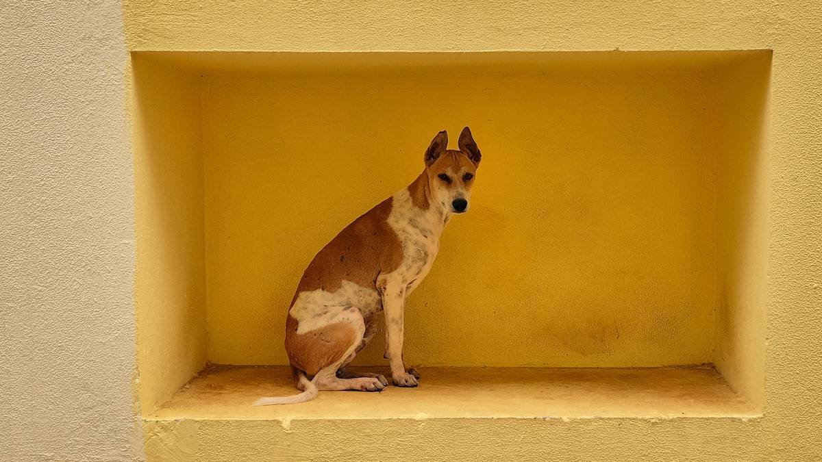 Illustration showing a scared dog hiding during a storm.