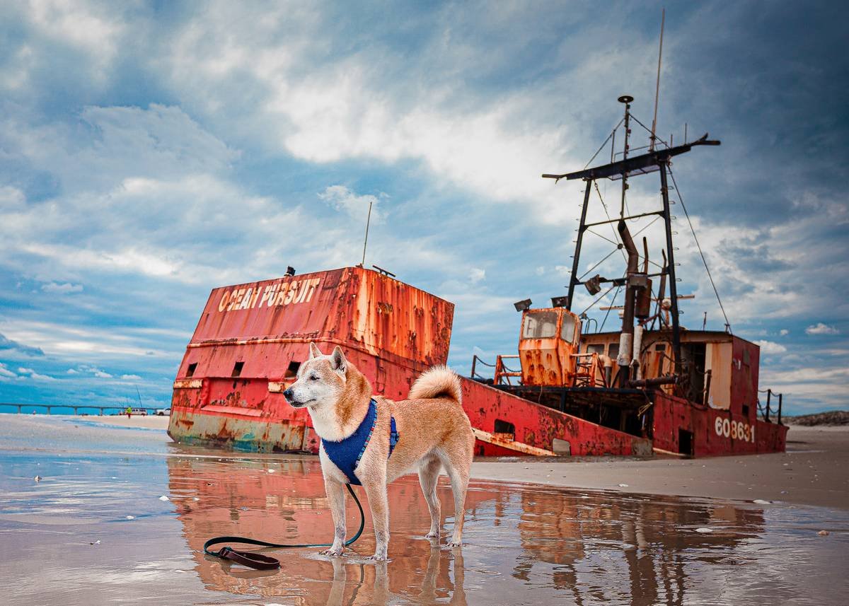 Is Your Pet Protected? Discover the Secret to Storm Rescue Coverage