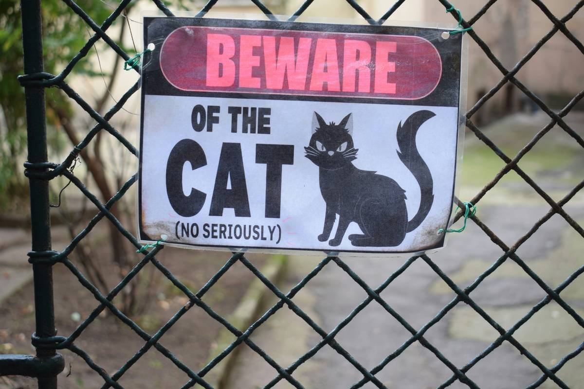 Pet Shelter Solution: How to Protect Your Furry Friends During Storms