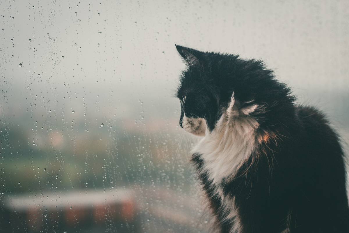 Storm Housing Coverage: Why Your Pet Deserves Peace of Mind During Storm Season