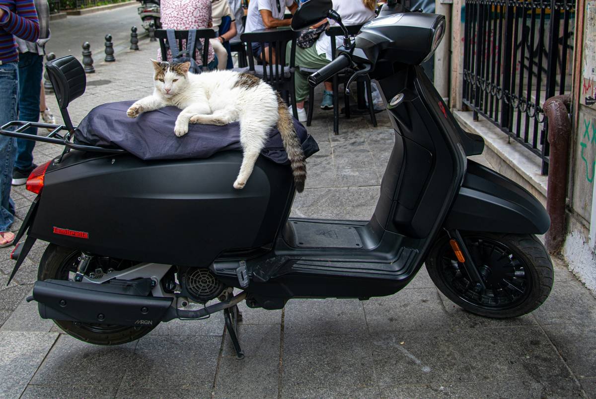 Unlock the Hidden Perk: How Pet Relocation Benefit Can Save You During Storm Season