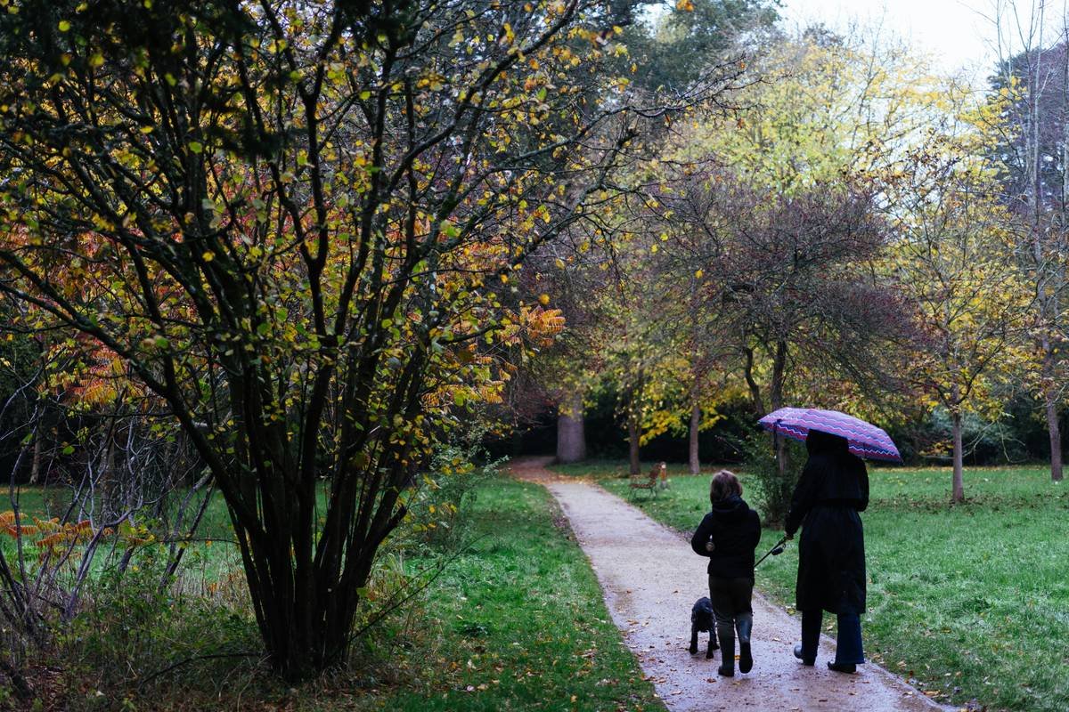 The Ultimate Flood Loss Plan for Your Pet: Why Storm Insurance is More Than Just a Lifeline