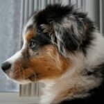 Why Dog Rescue Storm Insurance Is a Lifeline for Pet Parents