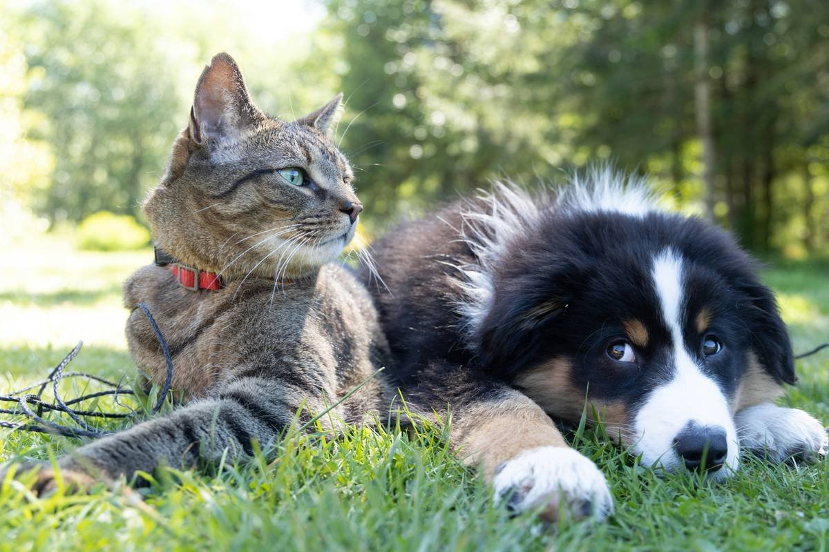 Pet Rescue Fees Insurance: The Storm-Proof Safety Net for Your Furry Friends