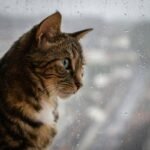 Does Your Pet Insurance Cover Flood Damage? What Every Pet Owner Needs to Know