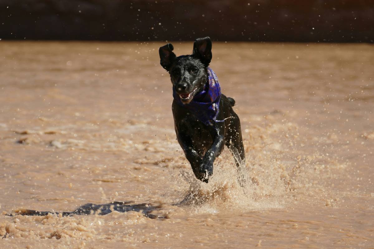 Pet Storm Animal Rescue: The Ultimate Guide to Protecting Your Pets During Natural Disasters