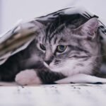 Storm Animal Rescue Cost Insurance: Protect Your Pet from the Elements