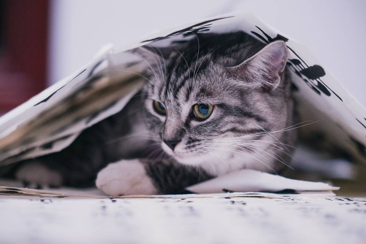 Storm Animal Rescue Cost Insurance: Protect Your Pet from the Elements