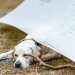Why Every Pet Owner Needs Pet Rescue Service Storm Insurance