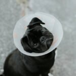 Why You Need Emergency Pet Extraction Insurance: A Lifesaver in the Storm