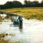 Storm Flood Pet Insurance Coverage: Protect Your Furry Friends from the Elements
